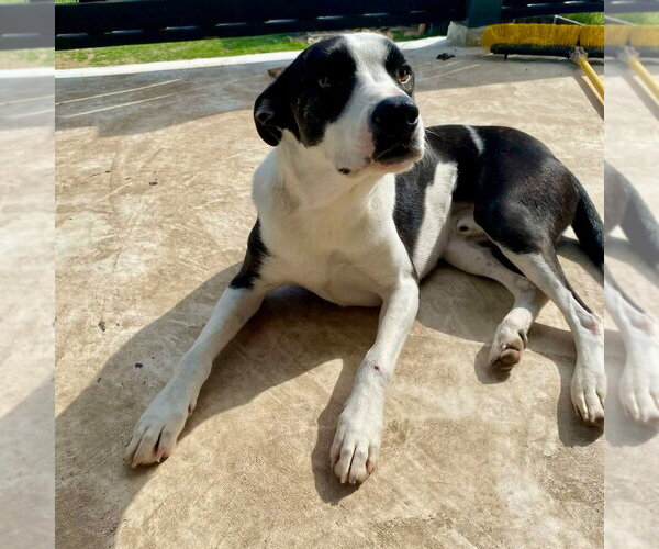 Medium Photo #3 Mutt Puppy For Sale in Canton, CT, USA