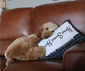 Father of the Labradoodle puppies born on 09/05/2026
