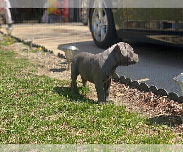 Medium Photo #16 American Bully Puppy For Sale in OVERLAND, KS, USA