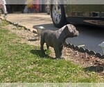 Small Photo #16 American Bully Puppy For Sale in OVERLAND, KS, USA