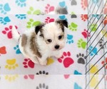 Small #5 Papitese