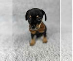 Small #3 Chihuahua Mix