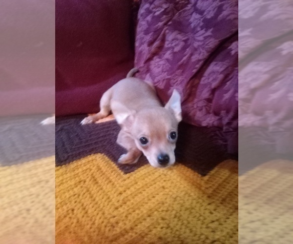 Medium Photo #1 Chihuahua Puppy For Sale in POWHATAN, VA, USA