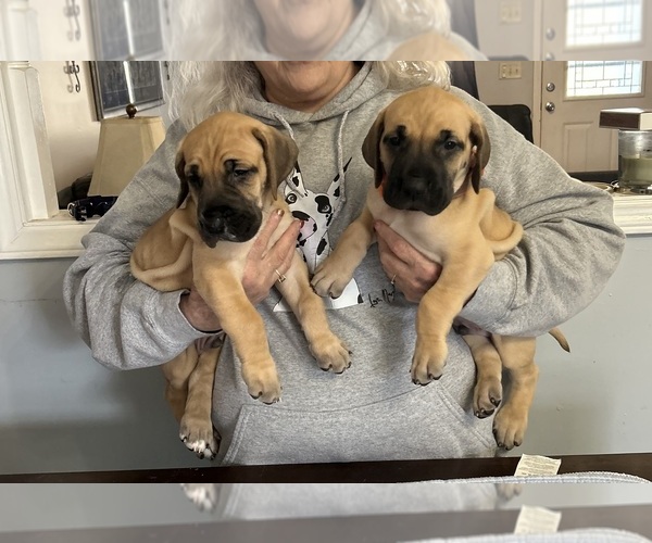 Medium Photo #10 Great Dane Puppy For Sale in LINCOLNTON, NC, USA