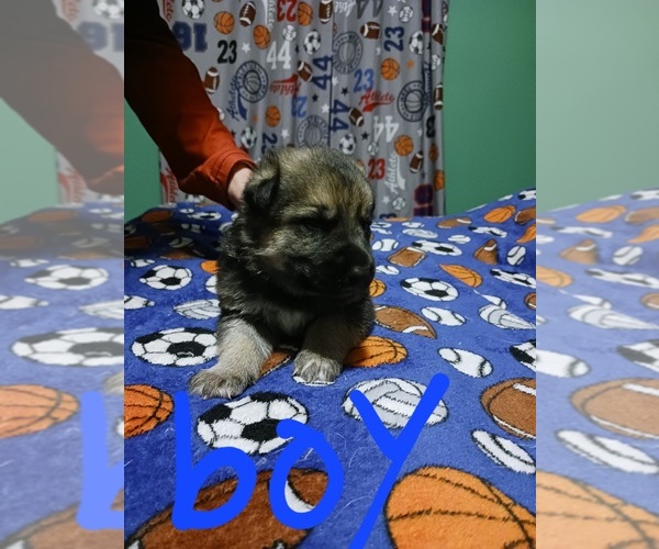 Medium Photo #8 German Shepherd Dog Puppy For Sale in PAGELAND, SC, USA