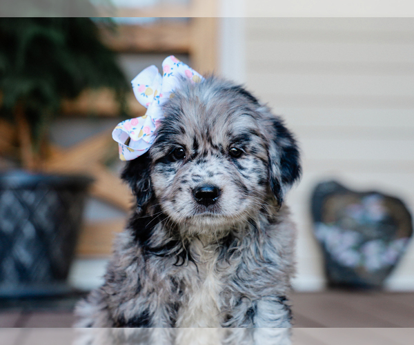 Medium Photo #3 Australian Retriever Puppy For Sale in LIBERTY, KY, USA