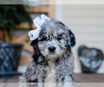 Small #2 Australian Retriever