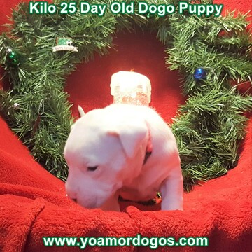 Medium Photo #210 Dogo Argentino Puppy For Sale in JANE, MO, USA