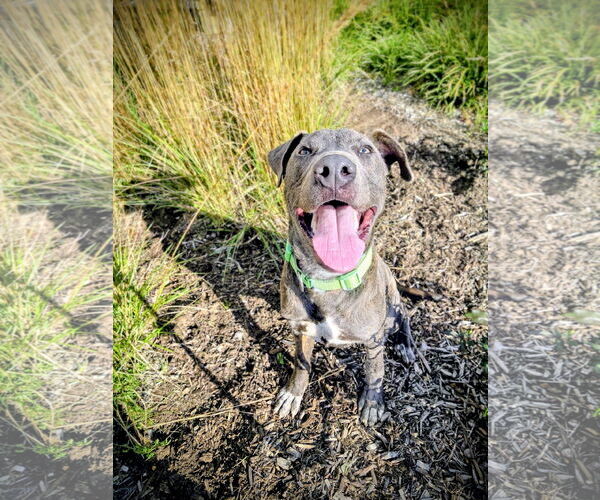 Medium Photo #3 Mutt Puppy For Sale in Rockaway, NJ, USA