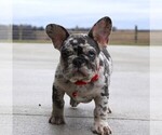 Small Photo #7 French Bulldog Puppy For Sale in FRESNO, OH, USA
