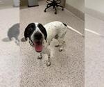 Small English Setter Mix
