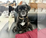 Small #9 Pug Mix