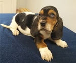 Small Photo #17 Basset Hound Puppy For Sale in SODDY DAISY, TN, USA