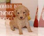 Small Photo #4 Goldendoodle Puppy For Sale in FAIR GROVE, MO, USA
