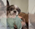 Small Photo #4 Shih Tzu Puppy For Sale in Spring Lake, NC, USA