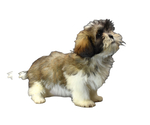 Small Photo #10 Shih Tzu Puppy For Sale in SAN DIEGO, CA, USA