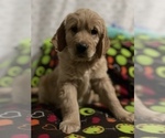 Small Photo #10 Golden Retriever Puppy For Sale in SALEM, OR, USA