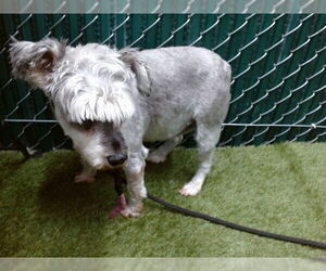 - Mix Dogs for adoption in Downey, CA, USA