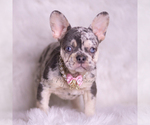 Small Photo #31 French Bulldog Puppy For Sale in WARSAW, IN, USA