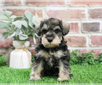 Small #21 Schnauzer (Miniature)