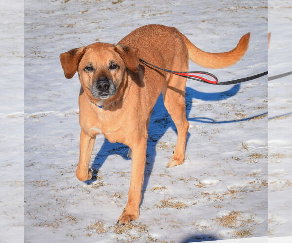 Medium Photo #5 Labrador Retriever-Rhodesian Ridgeback Mix Puppy For Sale in Huntley, IL, USA