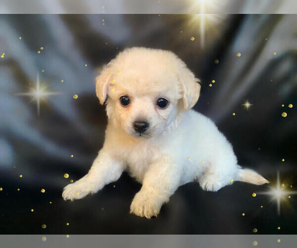 Medium Photo #2 Pom-A-Poo-Pooranian Mix Puppy For Sale in SAN FRANCISCO, CA, USA