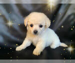 Small Photo #2 Pom-A-Poo-Pooranian Mix Puppy For Sale in SAN FRANCISCO, CA, USA