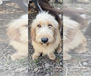 Bassetoodle Dogs for adoption in Harrison, AR, USA