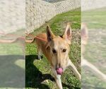 Small #31 Collie-German Shepherd Dog Mix