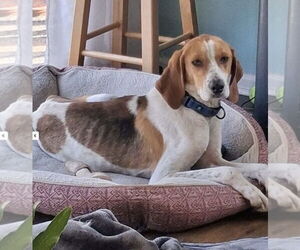 Mutt Dogs for adoption in Rustburg, VA, USA