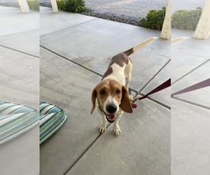 Beagle Dogs for adoption in Las Vegas, NV, USA