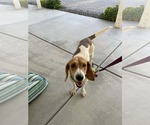 Small Beagle