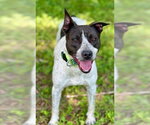 Small #6 American Staffordshire Terrier