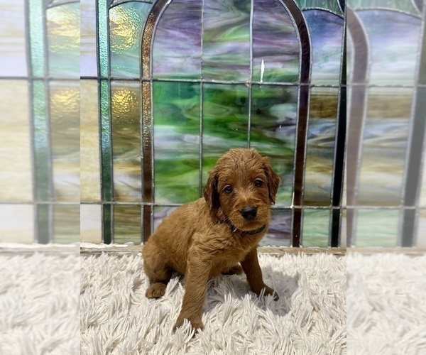 Medium Photo #9 Goldendoodle Puppy For Sale in ABILENE, TX, USA