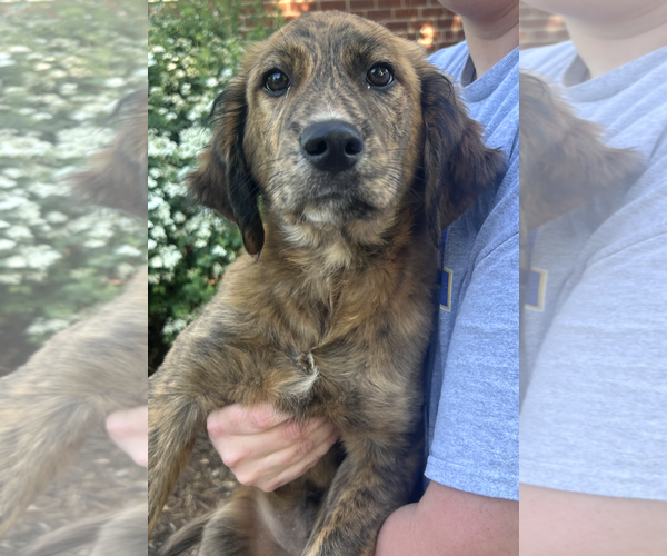 Medium Photo #3 Mutt Puppy For Sale in Rockville, MD, USA