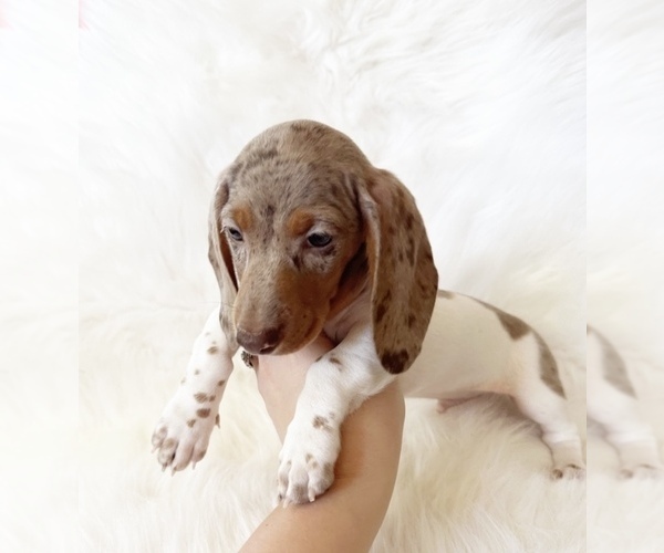 Medium Photo #11 Dachshund Puppy For Sale in DAVIS, CA, USA