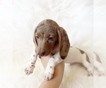 Small #10 Dachshund