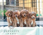 Small #1 Cavapoo (Miniature)