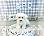 Small Photo #1 Bichon Frise Puppy For Sale in MARIETTA, GA, USA