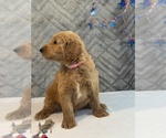 Small #5 Goldendoodle
