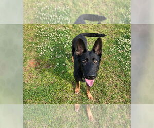 Mutt Dogs for adoption in Weaverville, NC, USA