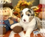 Small #2 Miniature Australian Shepherd