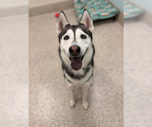 Medium Photo #1 Siberian Husky Puppy For Sale in Brighton, CO, USA