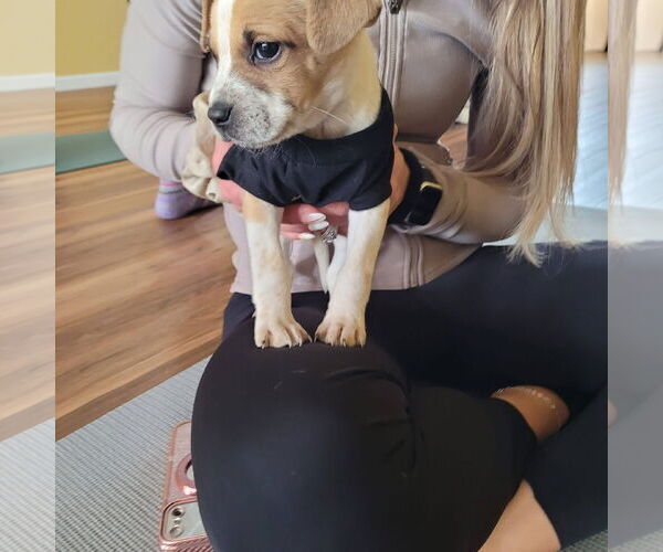 Medium Photo #2 Mutt Puppy For Sale in New London, WI, USA