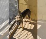 Small #1 German Shepherd Dog