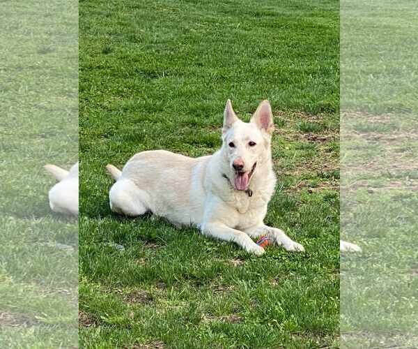 Medium Photo #2 - Mix Puppy For Sale in Hoffman Estates, IL, USA