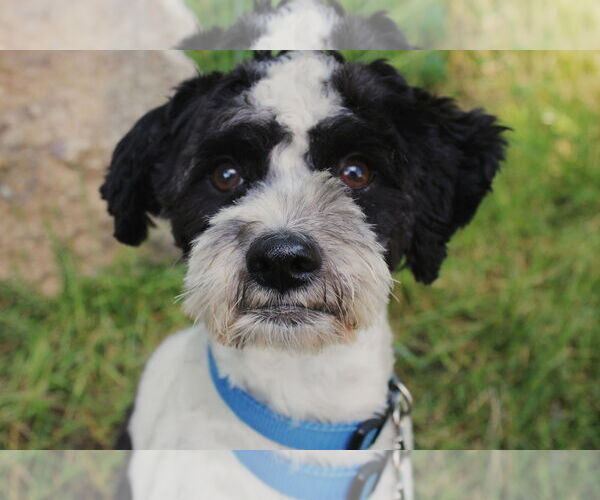 Medium Photo #3 Shih-Poo Puppy For Sale in St. Cloud, MN, USA