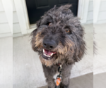 Small Mutt