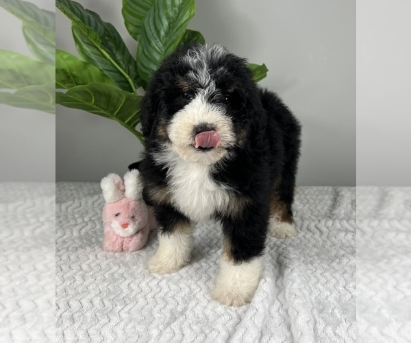 Medium Photo #3 Bernedoodle (Miniature) Puppy For Sale in FRANKLIN, IN, USA