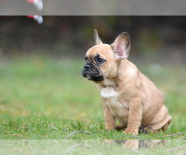 Medium Photo #11 French Bulldog Puppy For Sale in Kiskoros, Bacs-Kiskun, Hungary